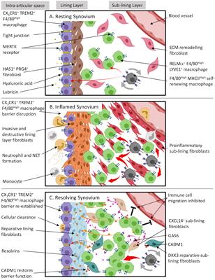 Frontiers Critical Role Of Synovial Tissueresident Macrophage And